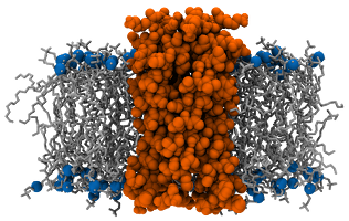 ../_images/bilayer_prot_nowater.png