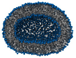 ../_images/dppc_vesicle.png