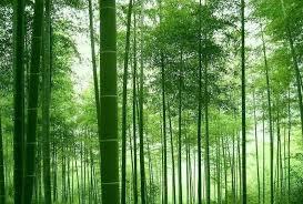 _images/bamboo.jpg