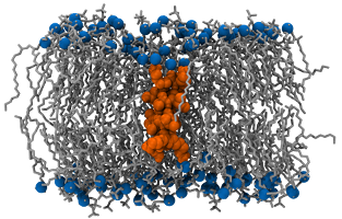 ../_images/bilayer_kalp.png